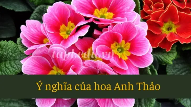 hoa anh thảo  7