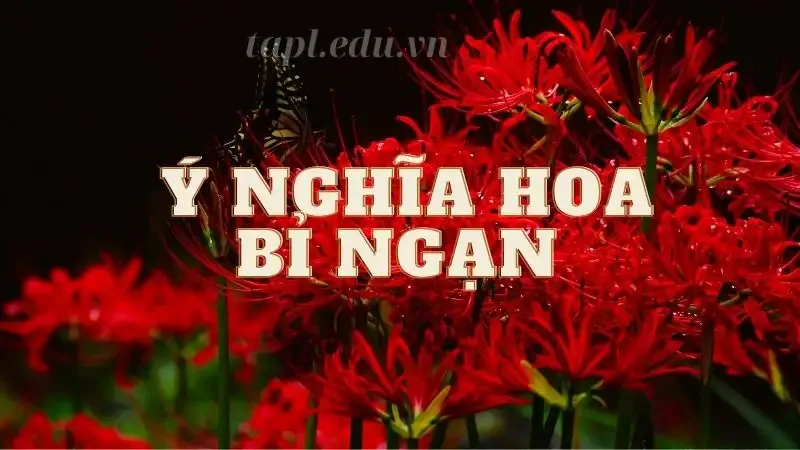 Hoa bỉ ngạn 4