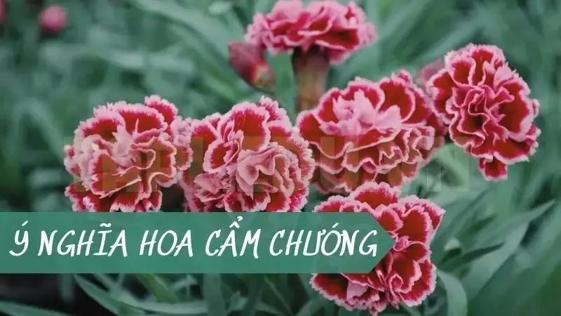  hoa Cẩm Chướng 4