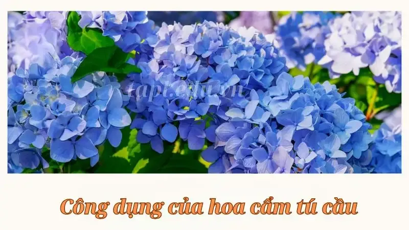  hoa Cẩm Tú Cầu 3