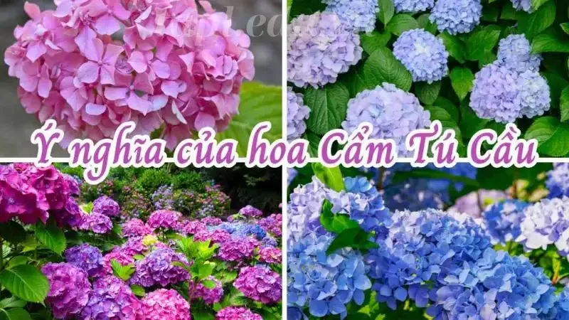  hoa Cẩm Tú Cầu 4