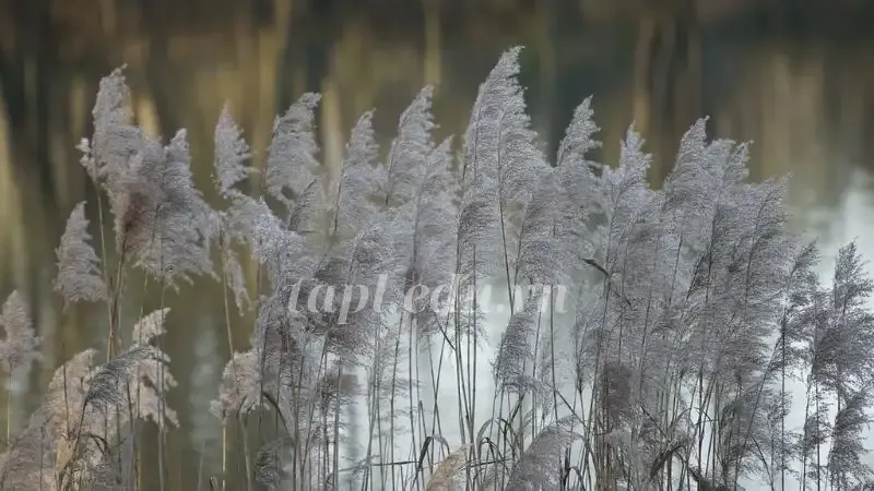  Hoa Cỏ Lau 5