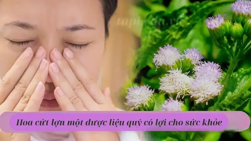 Hoa cứt lợn một dược liệu quý có lợi cho sức khỏe