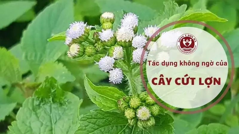 Hoa cứt lợn một 7