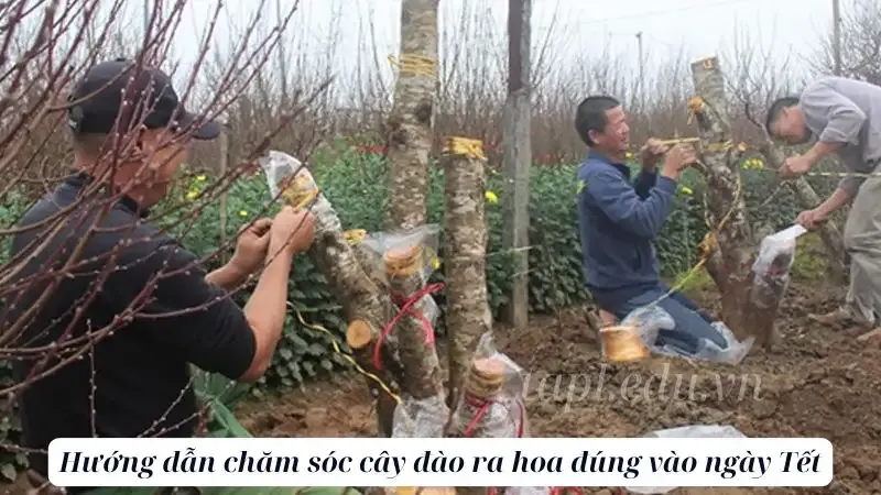 hoa đào  9