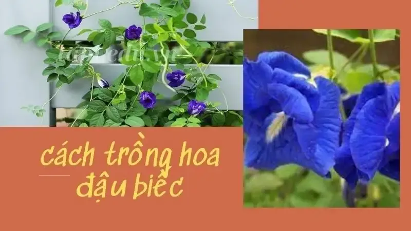  hoa đậu biếc  2