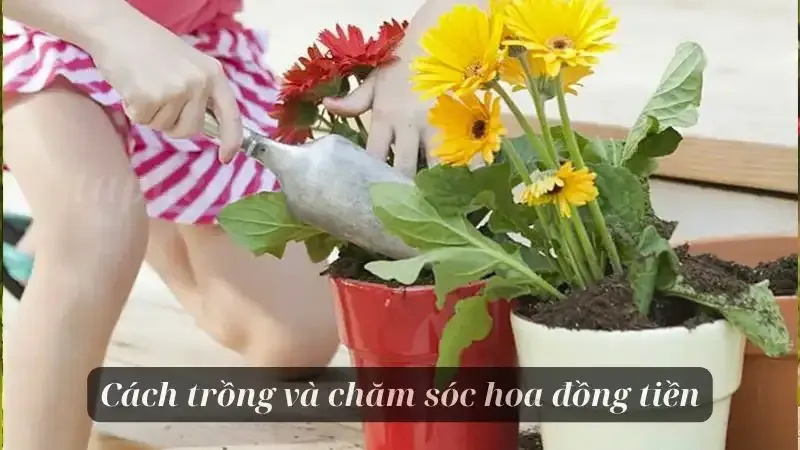 hoa đồng tiền  7