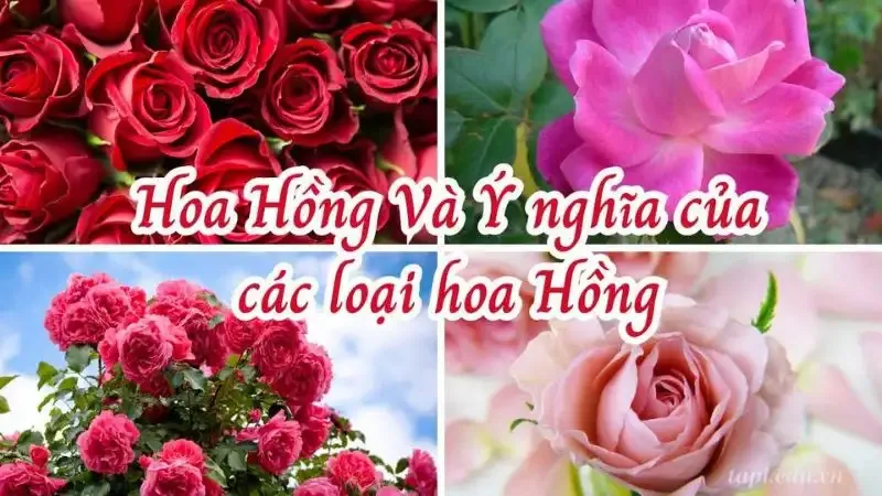 Một số hình ảnh hoa hồng siêu đẹp 19