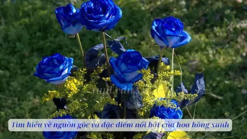 Tìm hiểu về nguồn gốc và đặc điểm nổi bật của hoa hồng xanh