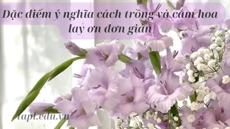 Đặc điểm ý nghĩa cách trồng và cắm hoa lay ơn đơn giản