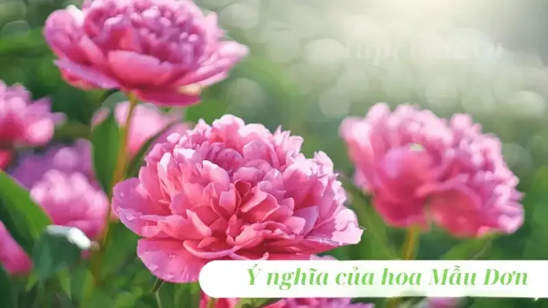 hoa Mẫu Đơn  6