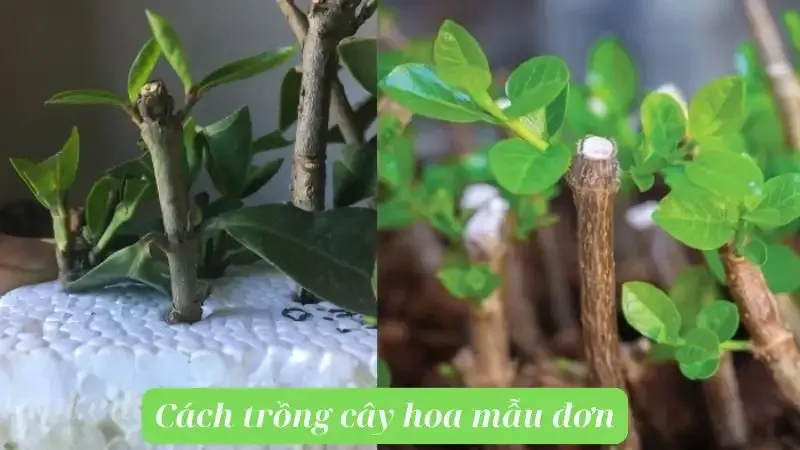 hoa Mẫu Đơn  8