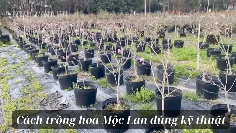 hoa mộc lan 9