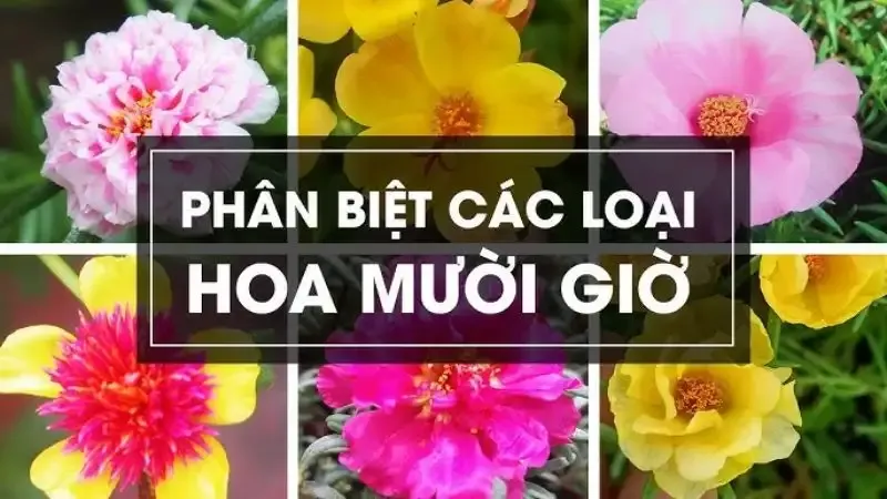 hoa mười giờ 3