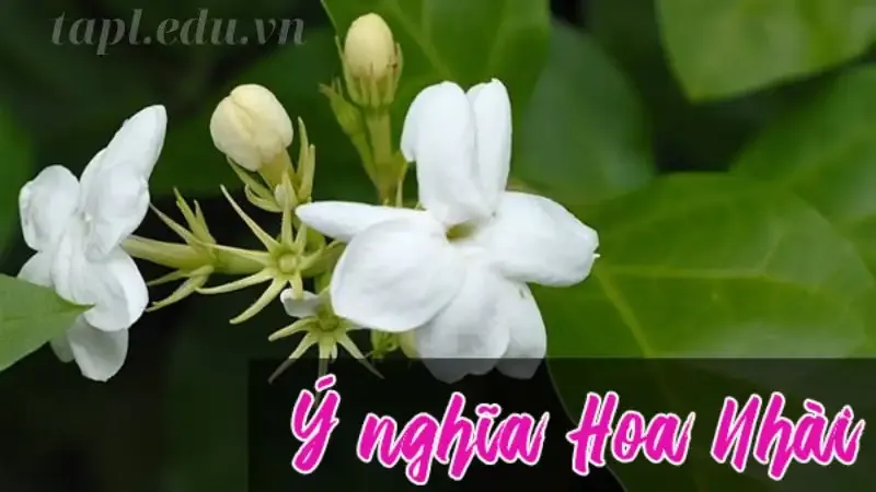 hoa nhài  6