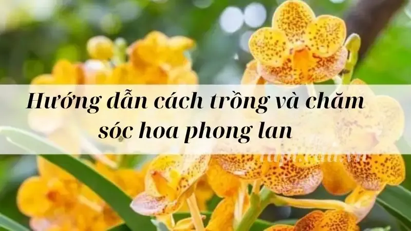  hoa phong lan 8