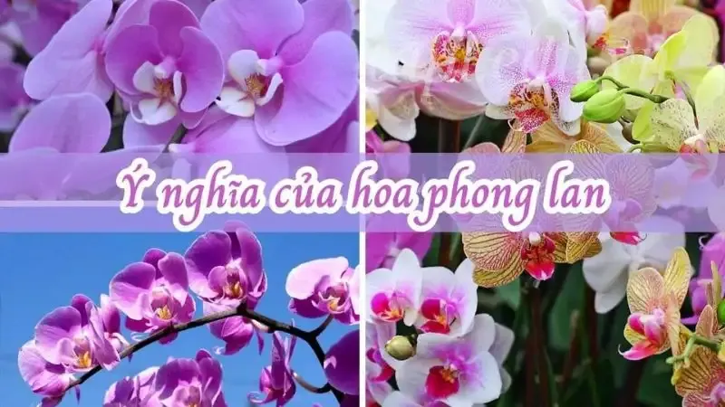  hoa phong lan 9