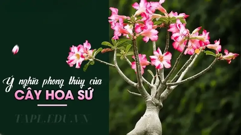  hoa sứ 1