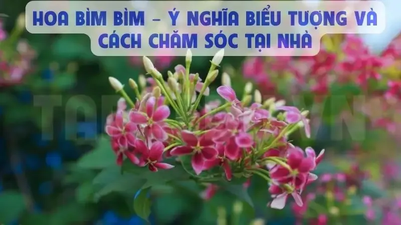 Đặc điểm và ý nghĩa và cách chăm sóc của hoa Sử Quân Tử