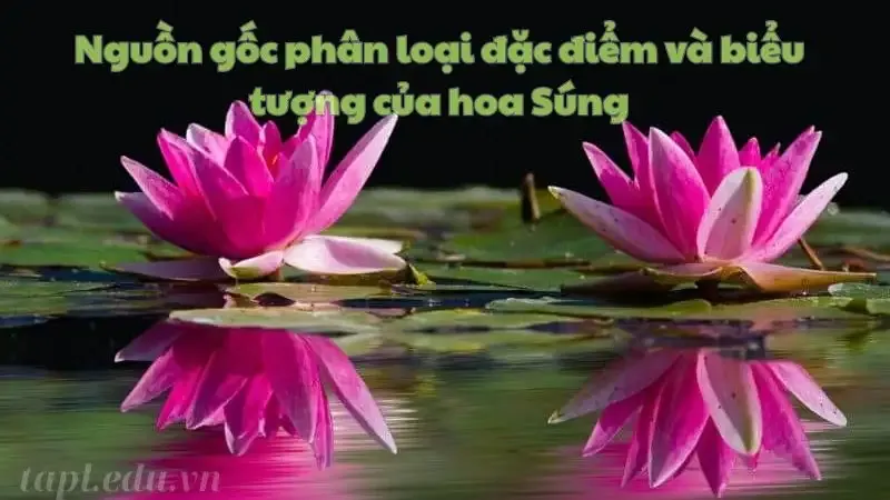 Nguồn gốc phân loại đặc điểm và biểu tượng của hoa Súng