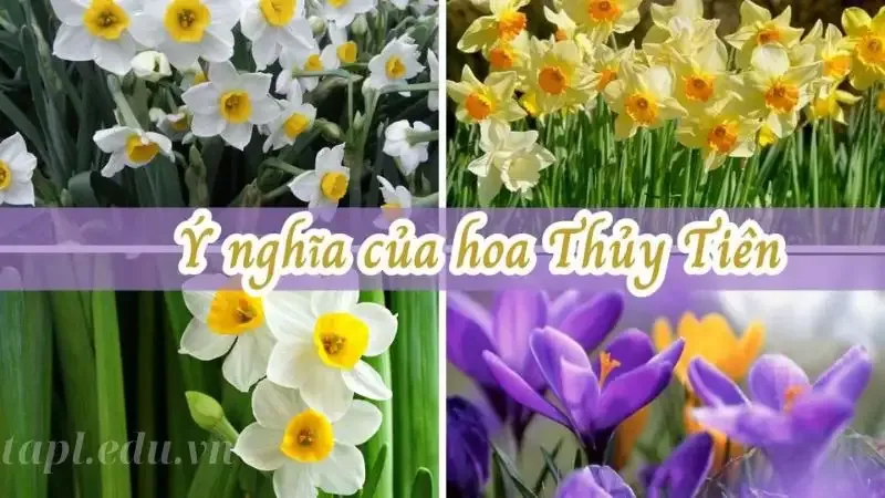 Hoa thủy tiên 8