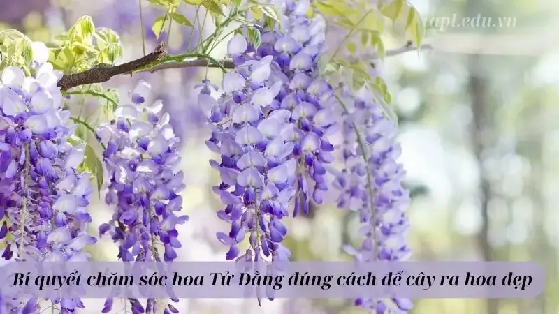 Bí quyết chăm sóc hoa Tử Đằng đúng cách để cây ra hoa đẹp