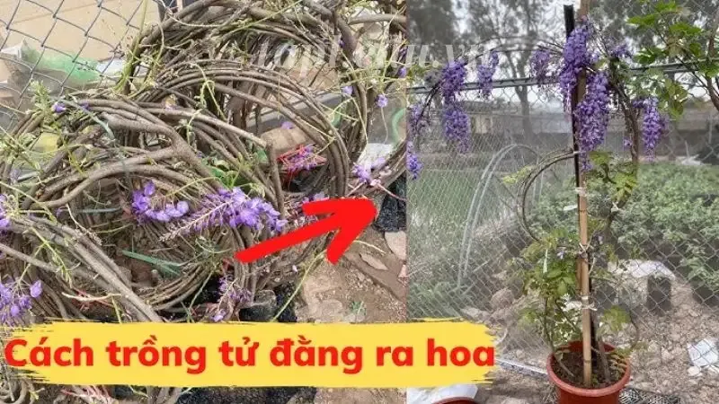 hoa Tử Đằng  9