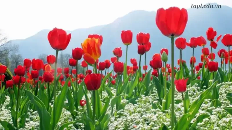 Hình ảnh đẹp về hoa Tulip 20