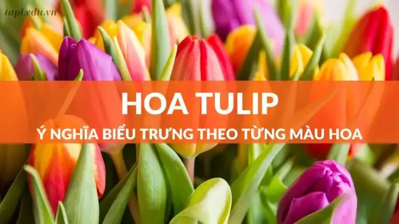 Hình ảnh đẹp về hoa Tulip 23