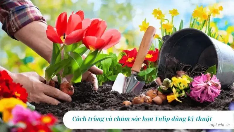 Hình ảnh đẹp về hoa Tulip 24