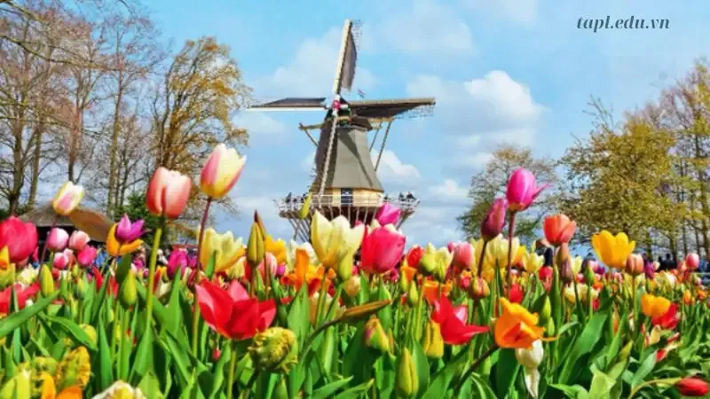 Hình ảnh đẹp về hoa Tulip 25