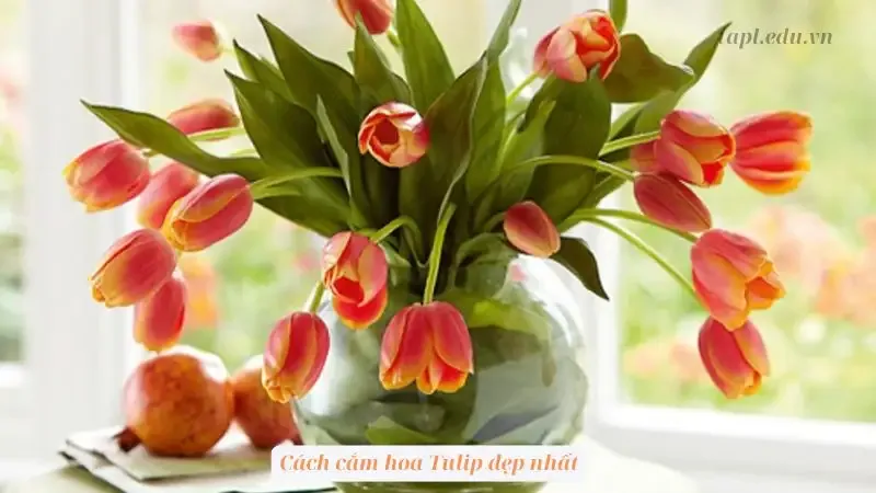 Hình ảnh đẹp về hoa Tulip 27