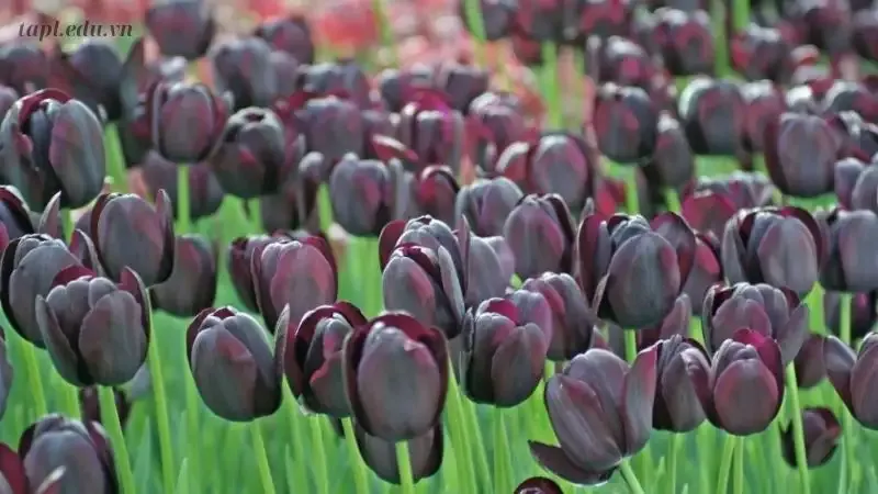 Hình ảnh đẹp về hoa Tulip 28