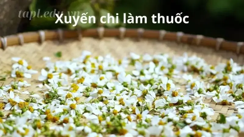  hoa xuyến chi  5