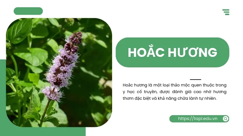 Hoắc hương là gì? Công dụng và cách dùng tinh dầu hoắc hương 1