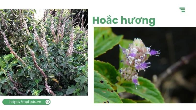 Hoắc hương là gì? Công dụng và cách dùng tinh dầu hoắc hương 3