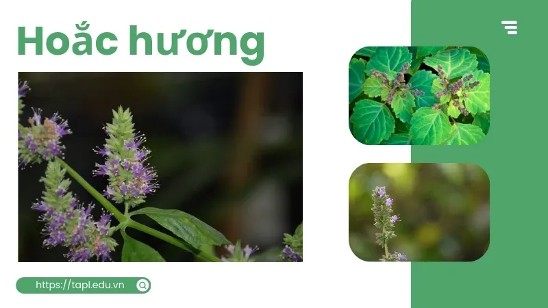 Hoắc hương là gì? Công dụng và cách dùng tinh dầu hoắc hương 5