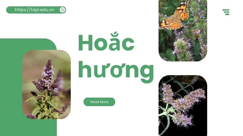 Hoắc hương là gì? Công dụng và cách dùng tinh dầu hoắc hương 6