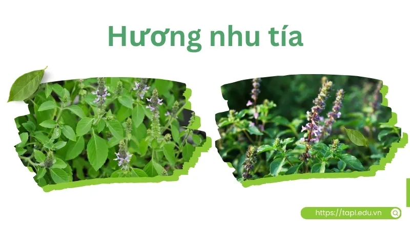 Tác dụng tuyệt vời của hương nhu tía đối với sức khỏe 2