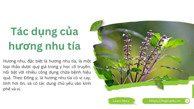 Tác dụng tuyệt vời của hương nhu tía đối với sức khỏe 3