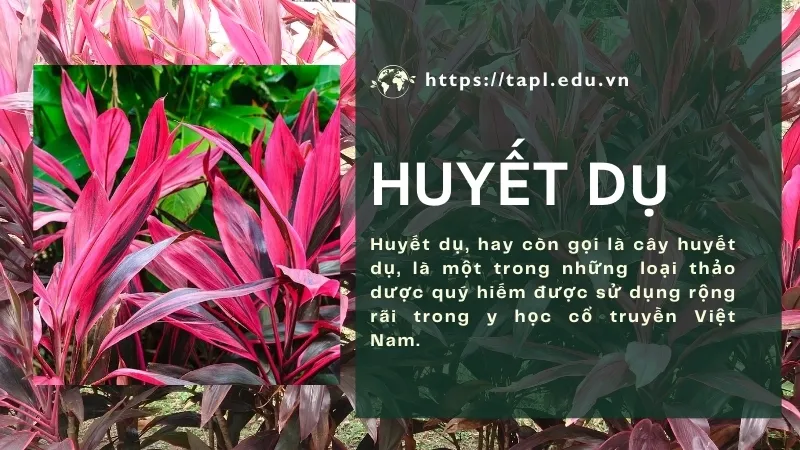 Công dụng và cách sử dụng huyết dụ hiệu quả cho sức khỏe 1