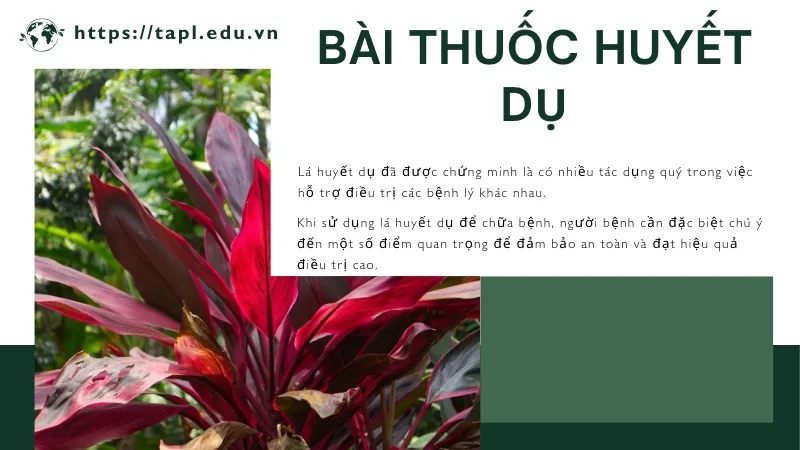 Công dụng và cách sử dụng huyết dụ hiệu quả cho sức khỏe 4