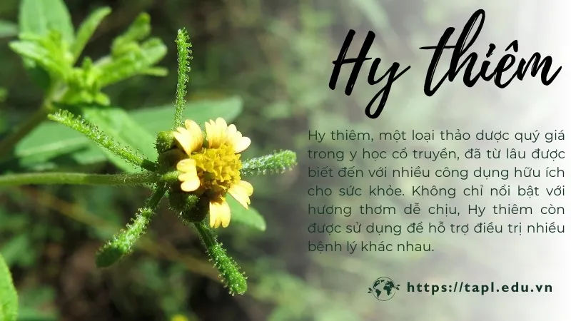 Hy thiêm - Loài thảo dược chữa bệnh ít ai biết đến 1