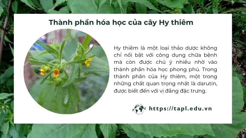 Hy thiêm - Loài thảo dược chữa bệnh ít ai biết đến 3