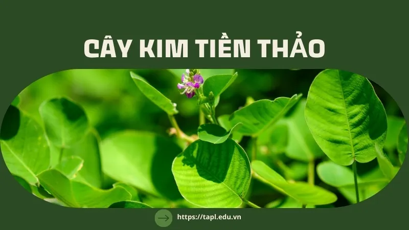 Cách sử dụng kim tiền thảo để điều trị bệnh hiệu quả 1