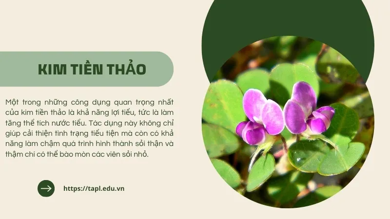 Cách sử dụng kim tiền thảo để điều trị bệnh hiệu quả 2