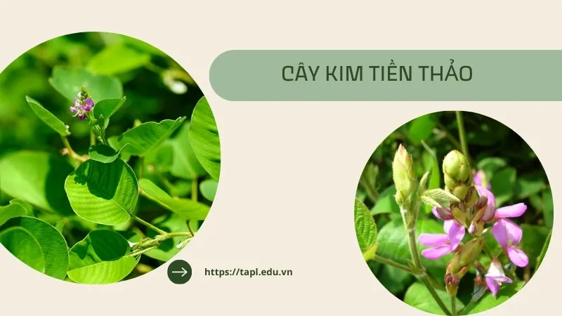 Cách sử dụng kim tiền thảo để điều trị bệnh hiệu quả 3