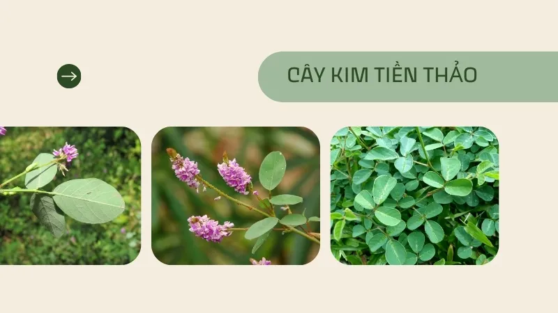 Cách sử dụng kim tiền thảo để điều trị bệnh hiệu quả 4