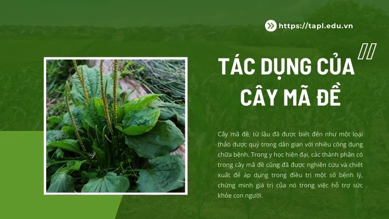 Mã đề và những bài thuốc dân gian đơn giản và hiệu quả 2