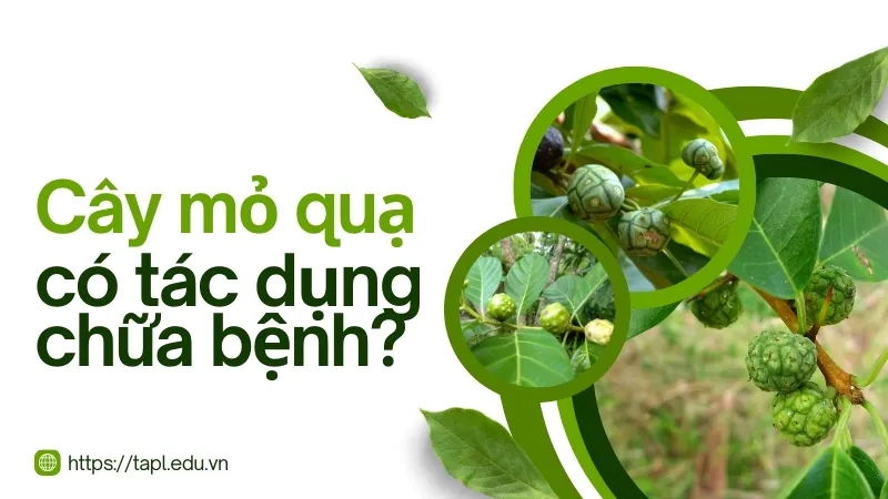 Cây mỏ quạ có thật sự hiệu quả trong chữa bệnh? Tìm hiểu ngay 1